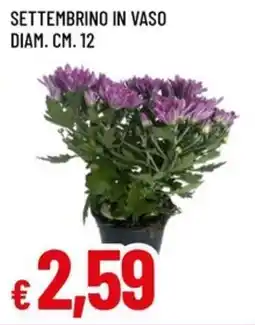Famila Superstore Settembrino in vaso offerta