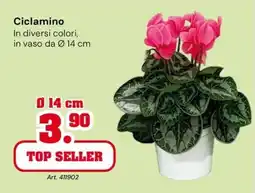 TuttoGiardino Ciclamino offerta