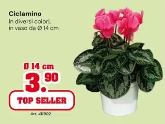 Ciclamino