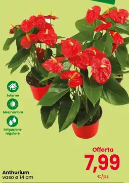 Eurospar Anthurium offerta