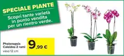 Carrefour Iper Phalenopsis Caleidos offerta