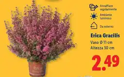 Lidl Erica Gracilis offerta