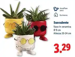 Lidl Succulente offerta