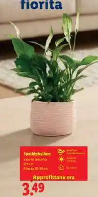 Lidl SPATHIPHYLLUM offerta