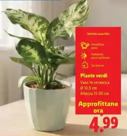 Lidl Piante verdi offerta