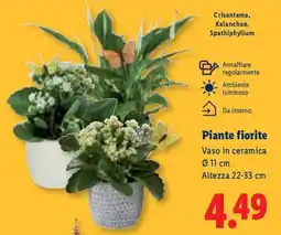 Lidl Piante fiorite offerta