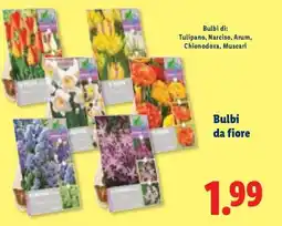Lidl Bulbi da fiore offerta