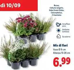 Lidl Mix di fiori offerta