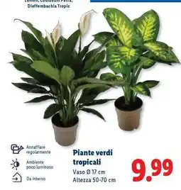 Lidl Piante verdi tropicali offerta