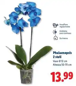 Lidl Phalaenopsis 2 steli offerta