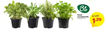 Piante aromatiche Bio