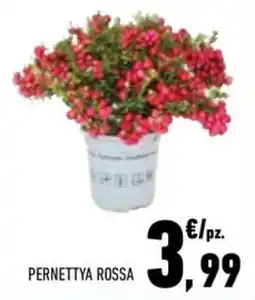 Conad City Pernettya Rossa offerta