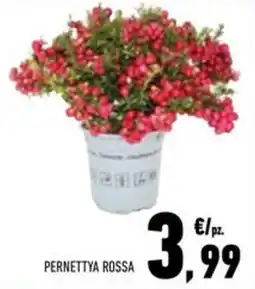 Conad Superstore Pernettya Rossa offerta