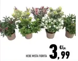 Conad Superstore Hebe mista fiorita offerta
