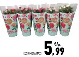 Conad Superstore Rosa mista maxi offerta