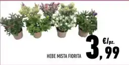 Conad Margherita Hebe mista fiorita offerta