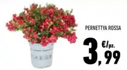 Conad Margherita Pernettya Rossa offerta