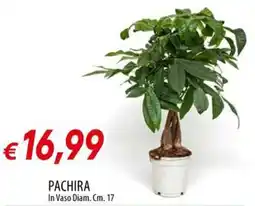 IperFamila Pachira offerta
