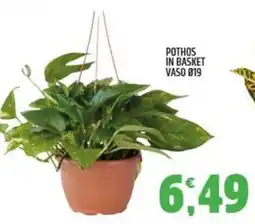 Ard Discount Pothos in basket offerta