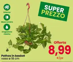Despar Pothos in basket offerta