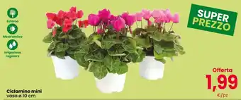 Ciclamino mini
