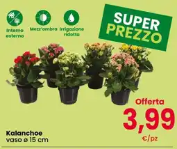 Despar Kalanchoe offerta