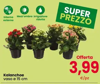 Kalanchoe