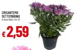 IperFamila Crisantemo settembrino offerta