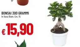 IperFamila Bonsai offerta