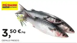 Orvea Cefalo fresco offerta