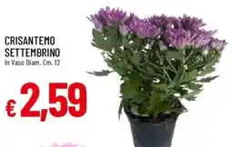 Galassia Crisantemo settembrino offerta