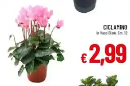 Galassia Ciclamo offerta