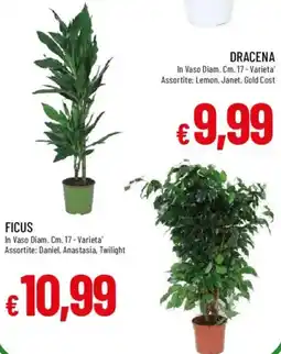 Galassia Ficus offerta