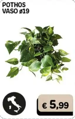 Gala Supermercati Pothos offerta