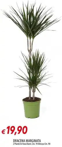 IperFamila Dracena Marginata offerta