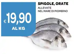 Ekom Spigole, orate offerta