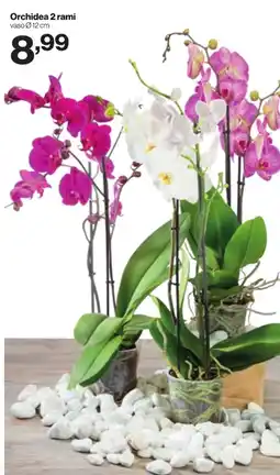 In'S Mercato Orchidea 2 rami offerta