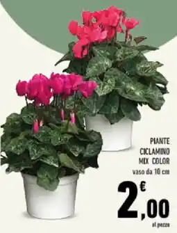 Conad Tuday Piante ciclamino mix color offerta