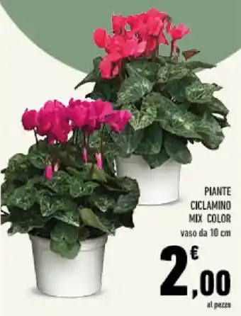Piante ciclamino mix color