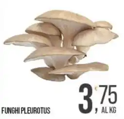 Cash pro Funghi Pleurotus offerta