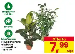 Eurospar Ficus Beniamino o Robusta offerta