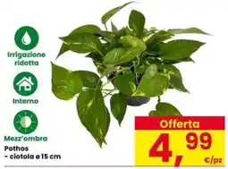 Eurospar Pothos offerta