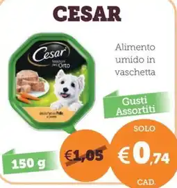 ZooPlanet Cesar Alimento umido in vaschetta offerta