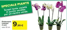 Carrefour Market Phalenopsis Caleidos offerta