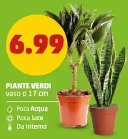 PENNY Piante verdi offerta
