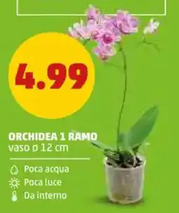 PENNY Orchidea 1 ramo offerta