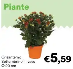 Unes Crisantemo Settembrino offerta