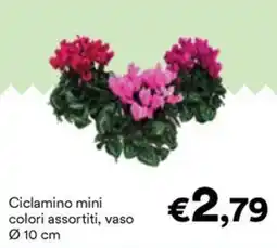 Unes Ciclamino mini offerta