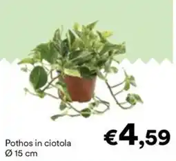 Unes Pothos in ciotola offerta
