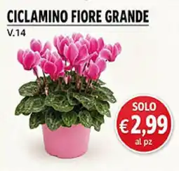 Maxi Coal Ciclamino fiore grande offerta